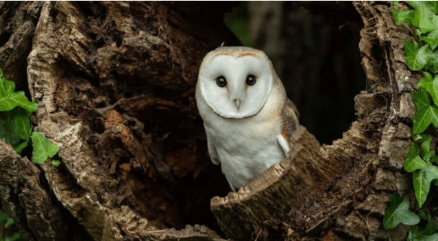 burung-hantu-serak-jawa