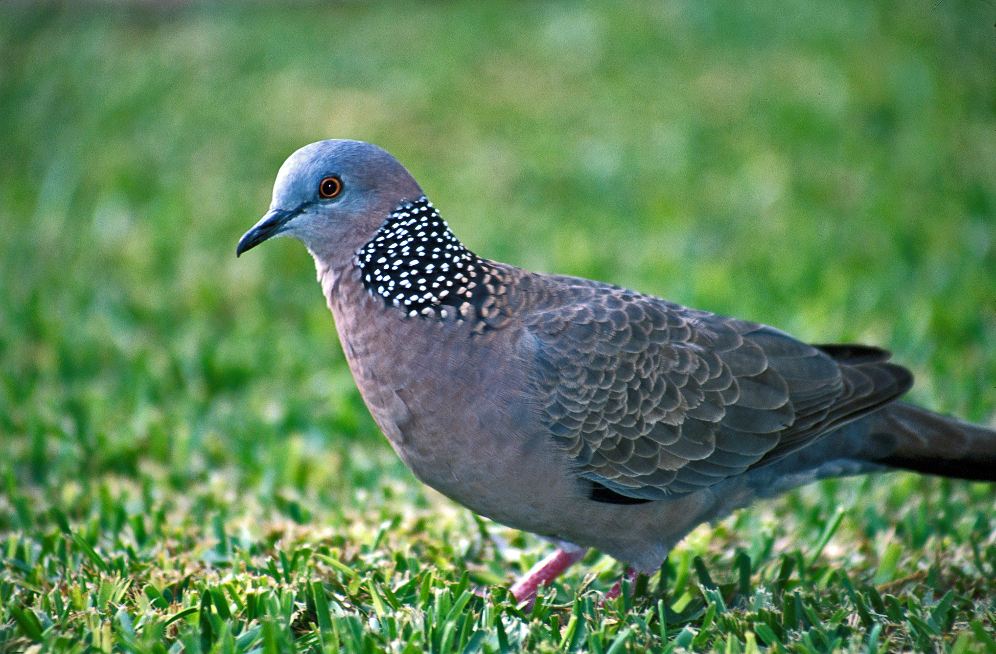 Burung-Tekukur