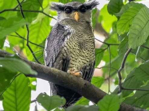 barred-eagle-owl