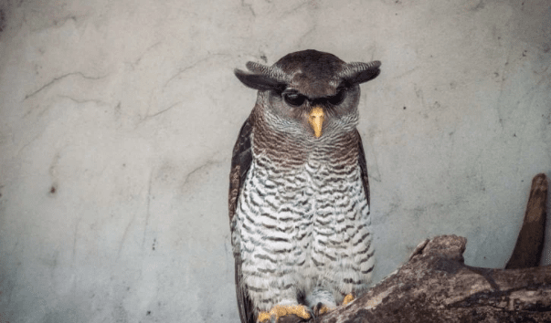 burung-hantu-beluk-jampuk