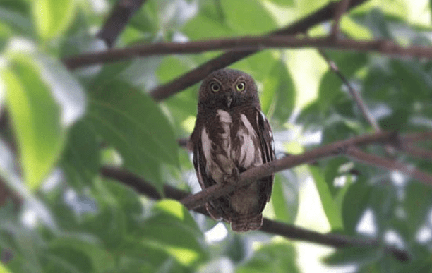 burung-hantu-beluk-watu-jaya