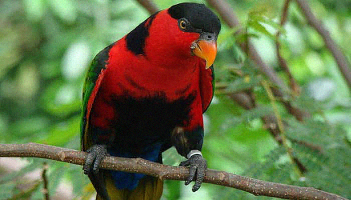 burung-nuri-kepala-hitam