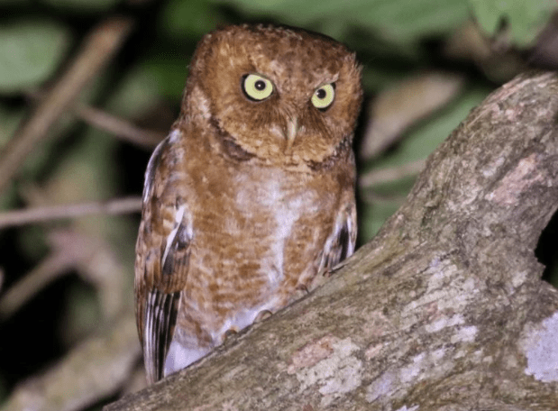 burung-hantu-celepuk-gunung