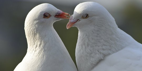 merpati-pos-putih