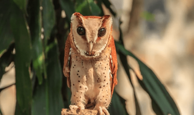 burung-hantu-serak-bukit